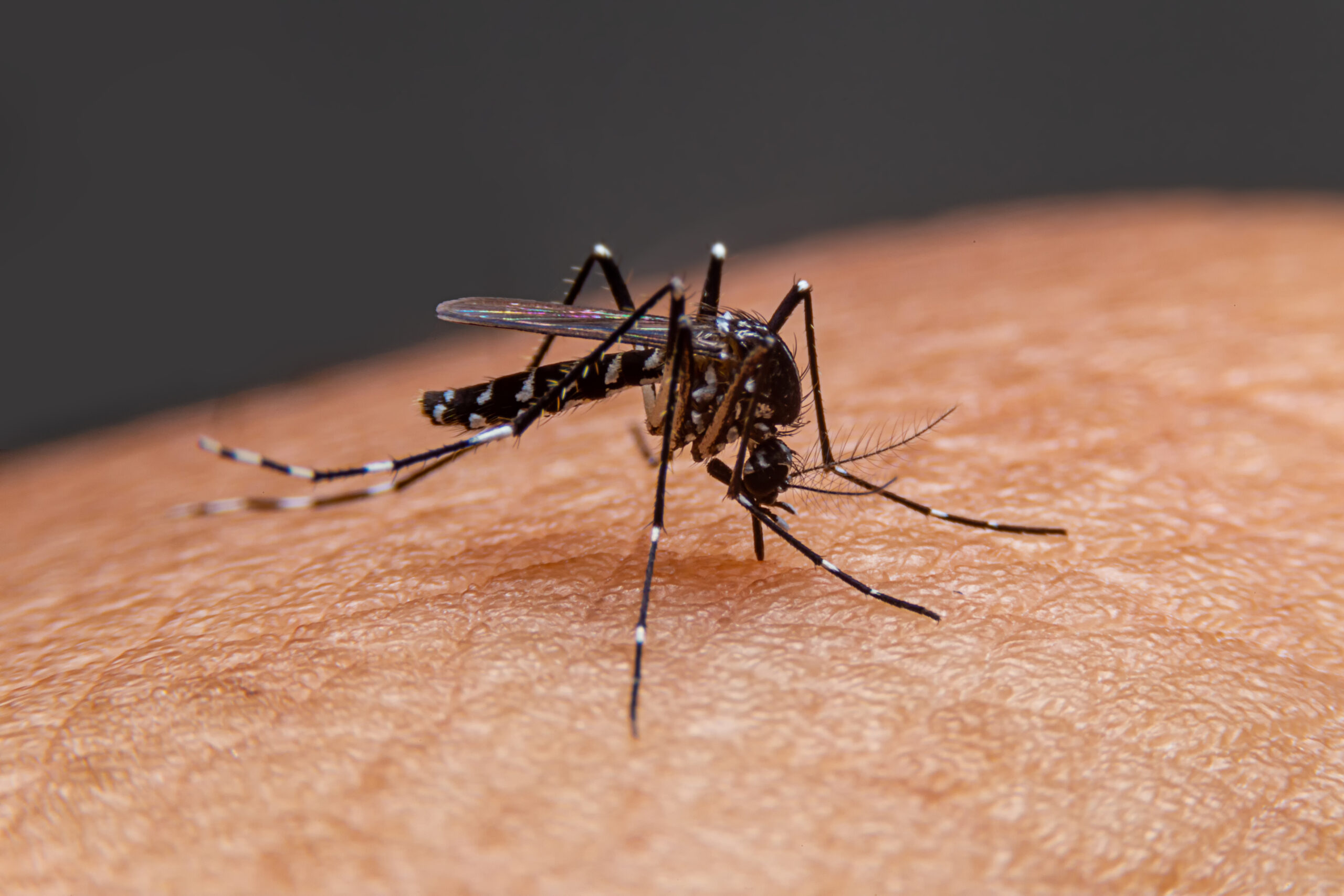 Striped,Mosquitoes,Are,Eating,Blood,On,Human,Skin.,Mosquitoes,Are