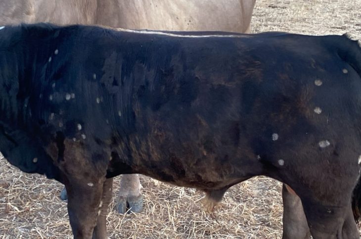 Dermatite nodulare contagiosa