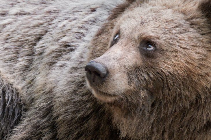 Fauna, la mostra fotografica