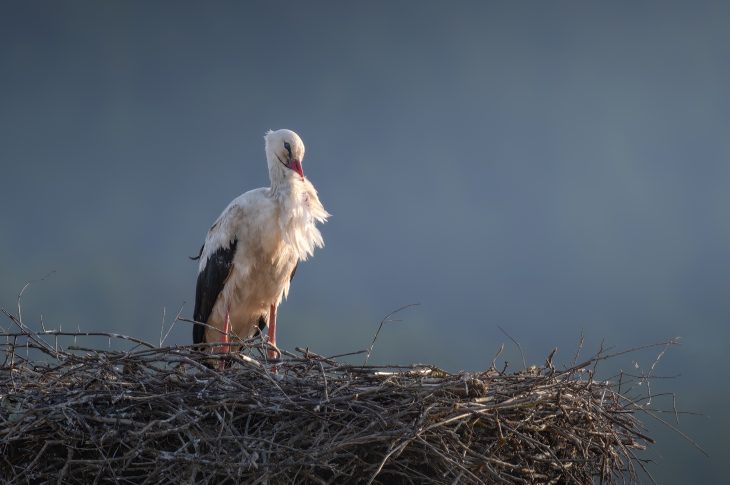 Fauna, la mostra fotografica