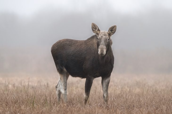 Fauna, la mostra fotografica