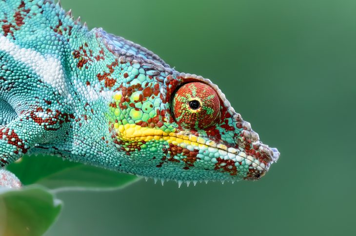 Fauna, la mostra fotografica