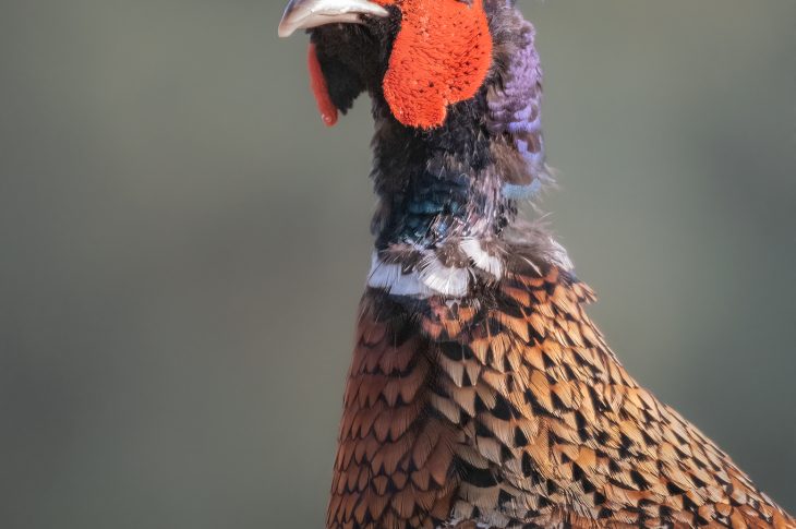 Fauna, la mostra fotografica